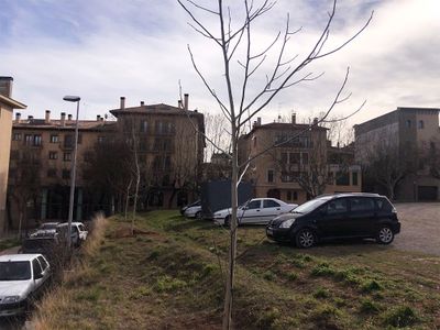 Trasplanten noguers al Camp del Serra procedents d’una finca particular