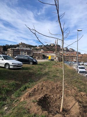 Trasplanten noguers al Camp del Serra procedents d’una finca particular